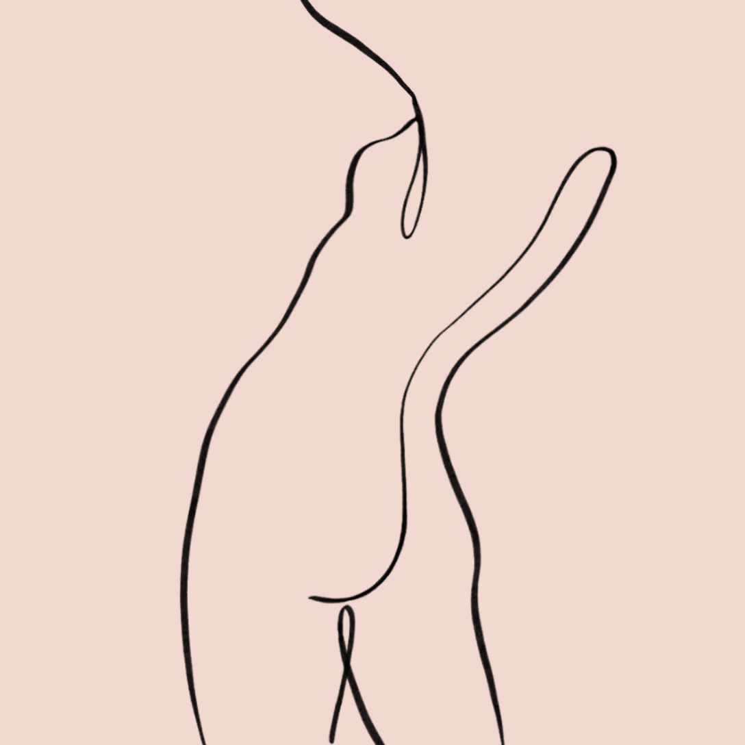 Alle_Illustrations-2.gif